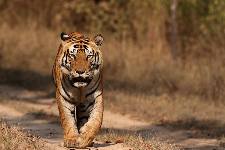 Tijger in Kanha Nationaal Park